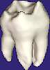 tooth341-i.gif